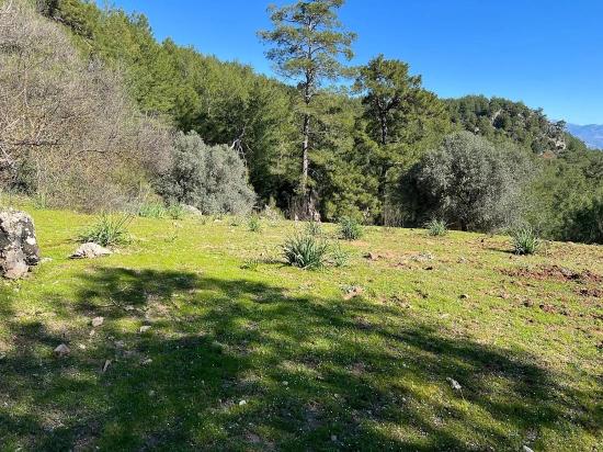 Gökbel'de Doğa Ve Orman İçerisinde Satılık Tarla