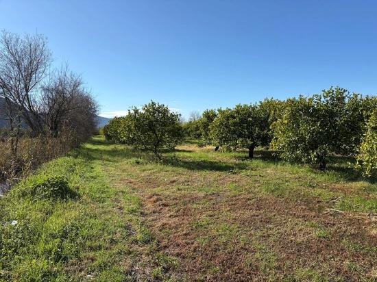 Dalyan'da 16.500M2 Satılık Limon Bahçesi
