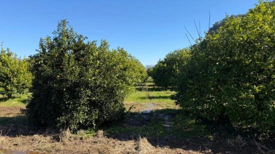 Okçular Marmarlı'da 2.218M2 Satılık Arsa