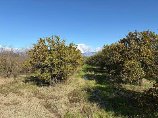Tepearası'nda 23000M2 Müstakil Satılık Tarla