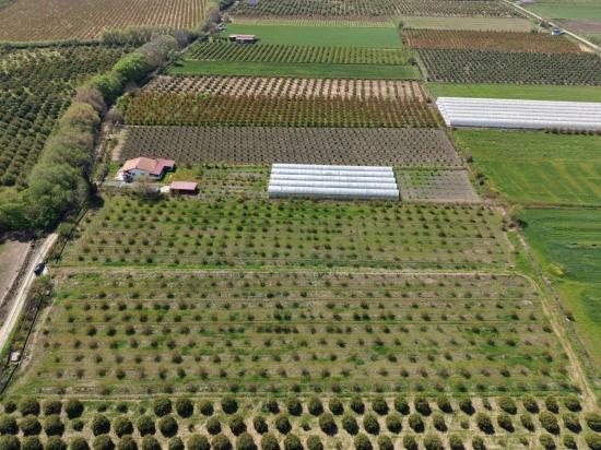 Eskiköy'de 16000M2 Satılık Nar Bahçesi