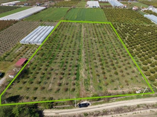 Eskiköy'de 16000M2 Satılık Nar Bahçesi