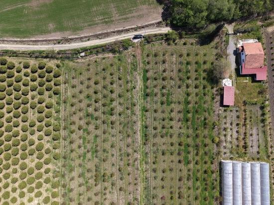 Eskiköy'de 16000M2 Satılık Nar Bahçesi