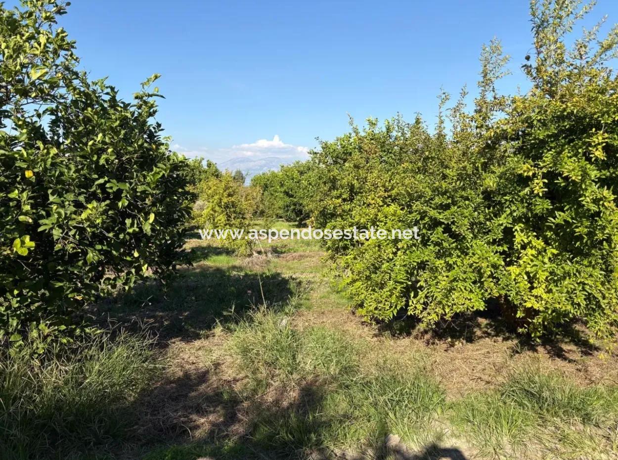 Eskiköy'de 6150M2 Satılık Limon Ve Nar Bahçesi
