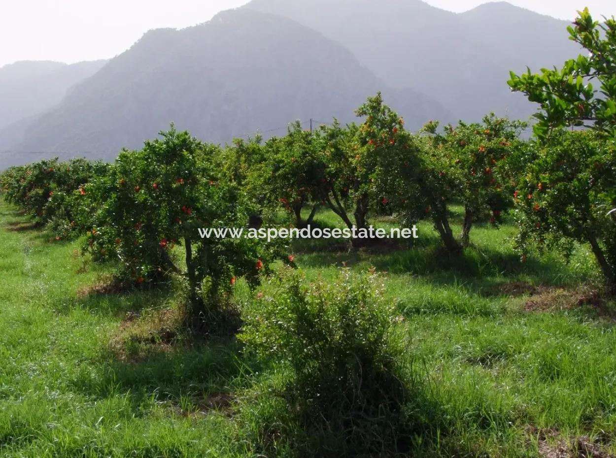 Dalyan İztuzu Satılık Bahçe Dalyan Göle Sıfır Satılık Arsa