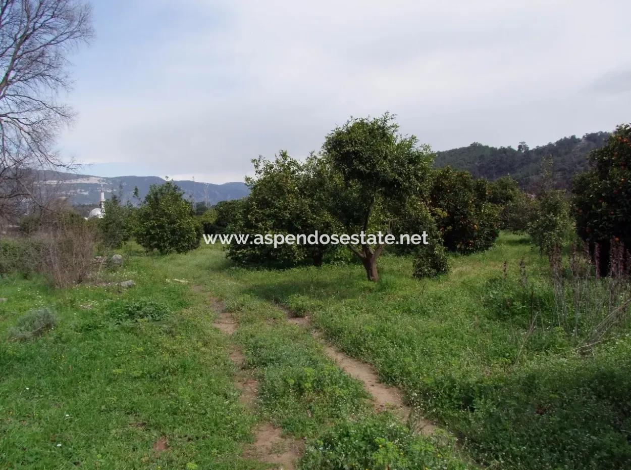 Gökçede Satılık Portakal Bahçesi 24,000M2 Denize Yakın Satılık Kelepir Satılık Bahçesi