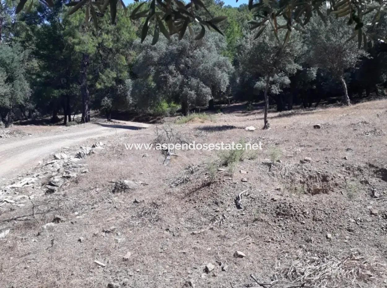 Çandır Satılık Arsa Çandır İztuzudaya Yakın 2367M2 Satılık 2B