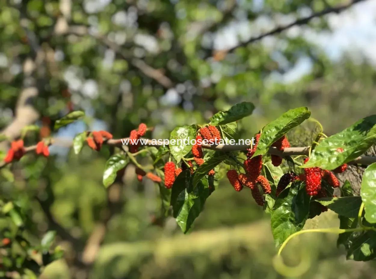 Seydikemer Korubükün Satılık 76000M2 Ciftlik Arazisi