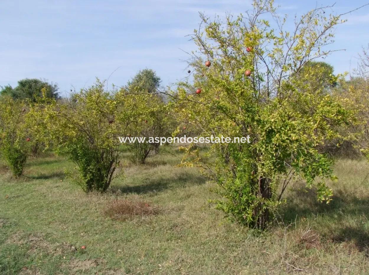 Güzelyurt Satılık Arsa  Köy Yerleşik 6670M2 Satılık Arazi