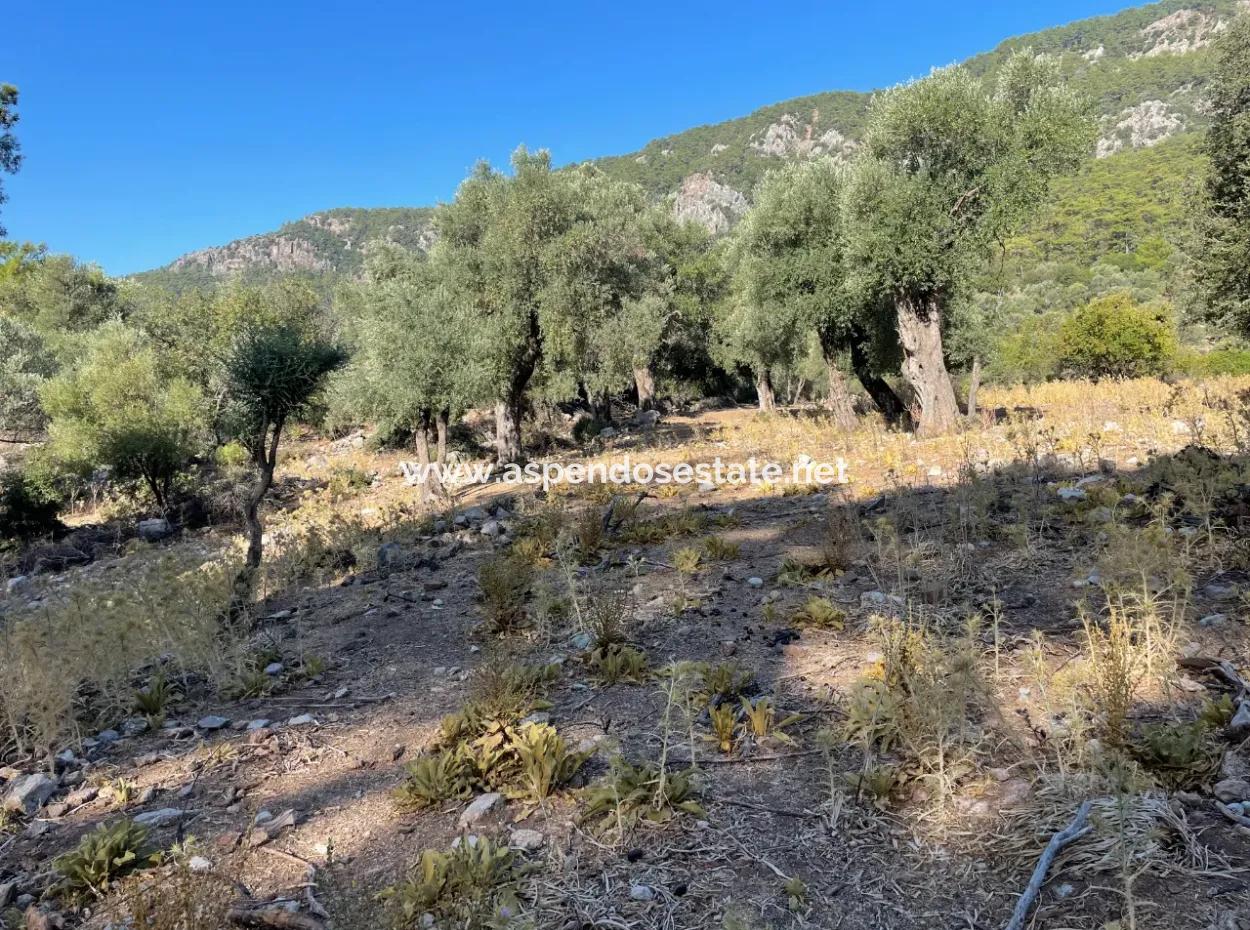 Çandır Deniz Manzaralı 2620M2 Satılık Arazi Tarla