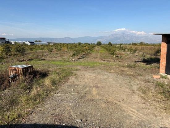 Eskiköy'de 21500m2 Satılık Nar Bahçesi
