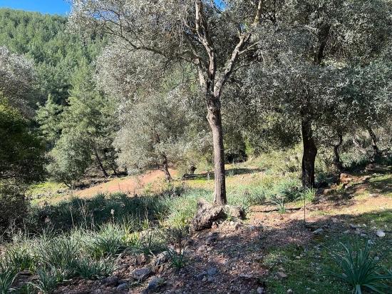 Gökbel'de Doğa Ve Orman İçerisinde Satılık Tarla