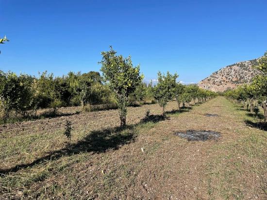 Dalyan'da Merkeze Yakın 6600m2 Satılık Tarla